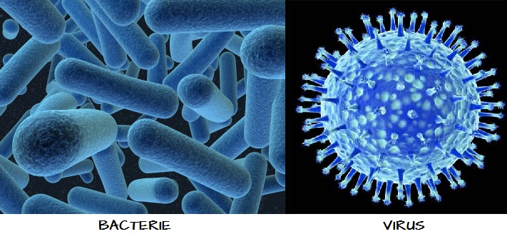 Bactérie virus