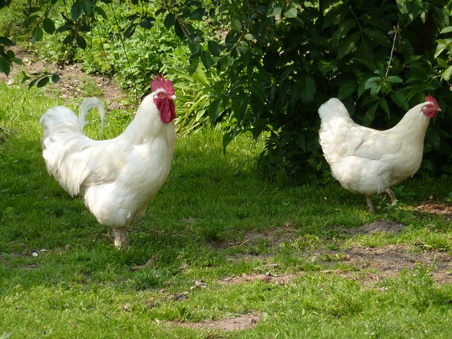 Quelles différences entre une poule et un poulet ?