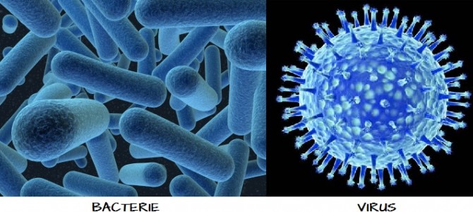 Quelle différence entre bactérie et virus ?