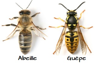 Quelle est la différence entre une abeille et une guêpe ?