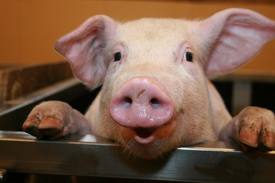 Quelle est la différence entre un porc et un cochon?