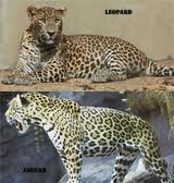 Quelle différence entre un jaguar et un léopard