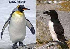 Quelle est la différence entre un manchot et un pingouin?