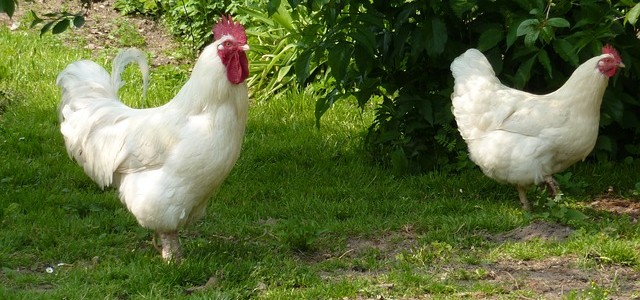 Quelle est la différence entre une poule et un poulet ?