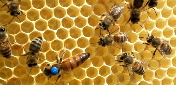Quelle est la différence entre une abeille reine et une ouvrière ?